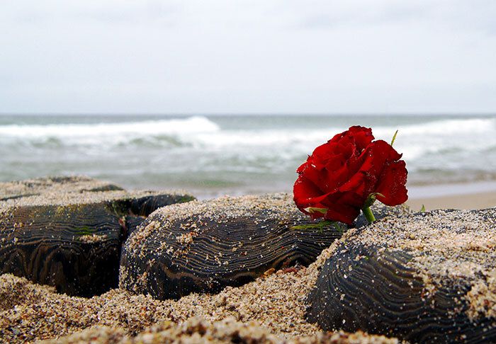 Met een roos afscheid nemen op het strand