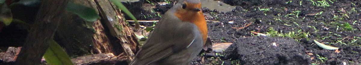 Roodborst, de kleine boodschapper