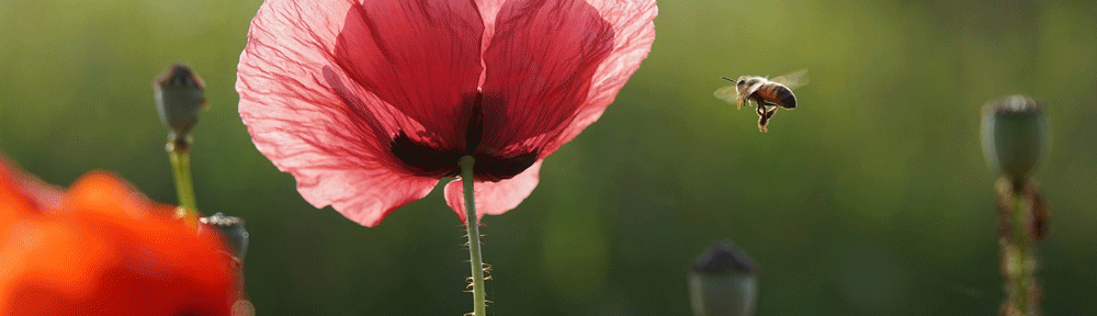 Ook de bij blij met Natuurbegraafplaats Geestmerloo